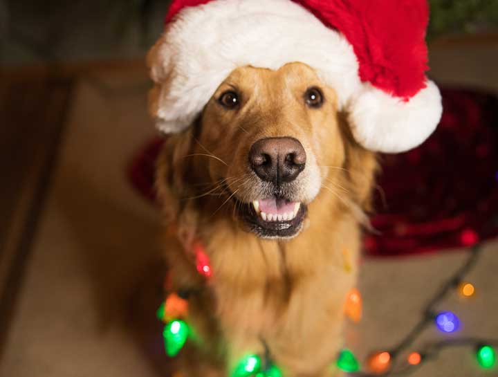 Your Most Important Holiday List: Pet Hazards to Avoid