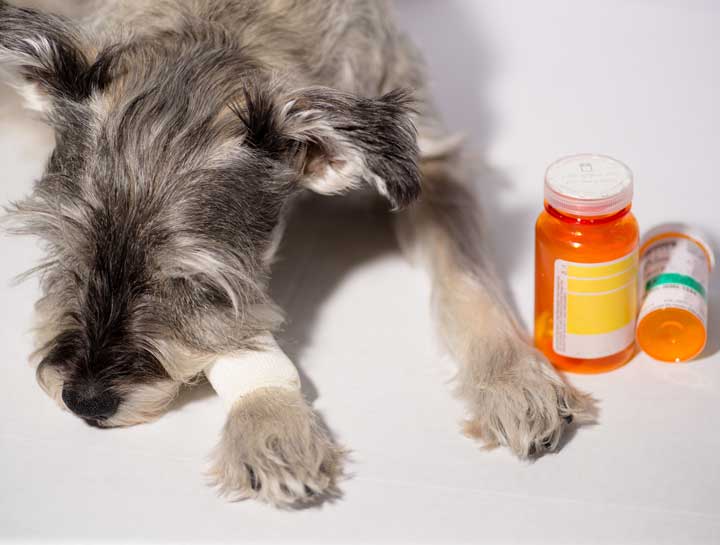 Take the Stress Out of Medicating Your Pet